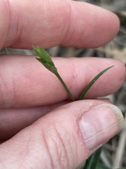 Pterostylis melagramma