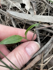Pterostylis melagramma