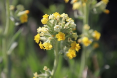 Oreocarya confertiflora