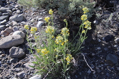 Oreocarya confertiflora