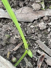 Chamaescilla corymbosa