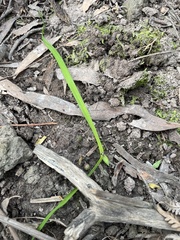 Chamaescilla corymbosa