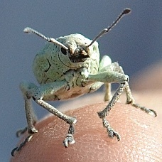 Compsus auricephalus