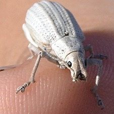 Compsus auricephalus