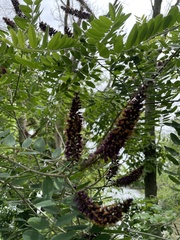 Amorpha fruticosa