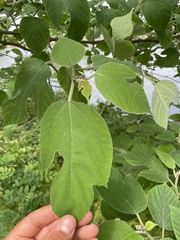 Broussonetia papyrifera