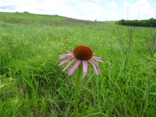 Image of Echinacea atrorubens by (c) Thomas Koffel, some rights reserved (CC BY)