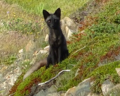 Vulpes vulpes deletrix