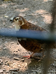 Coturnix