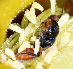 Macrotera