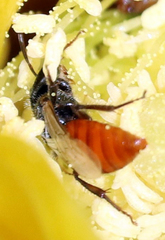 Macrotera