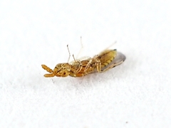 Cirrospilus