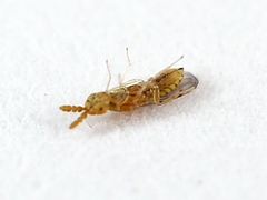 Cirrospilus