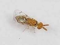 Cirrospilus