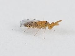 Cirrospilus