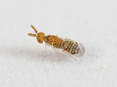 Cirrospilus