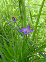 Triodanis leptocarpa