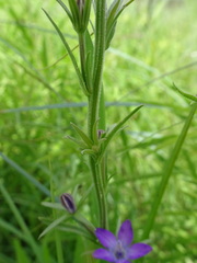 Triodanis leptocarpa