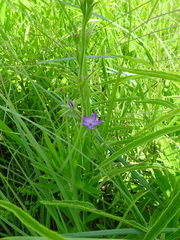 Triodanis leptocarpa