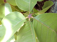 Pseudobombax ellipticum