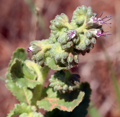 Phacelia robusta
