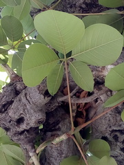 Pseudobombax ellipticum