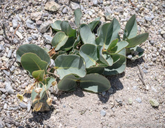 Asclepias cryptoceras