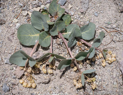 Asclepias cryptoceras