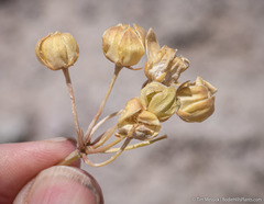 Asclepias cryptoceras