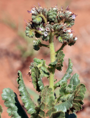 Phacelia robusta