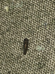 Paraphlepsius irroratus