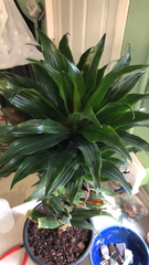 Dracaena fragrans compacta