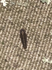 Paraphlepsius irroratus