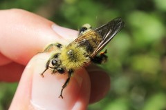 Laphria sacrator