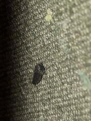 Paraphlepsius irroratus