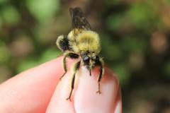 Laphria sacrator