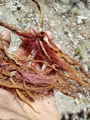 Pseudobombax ellipticum