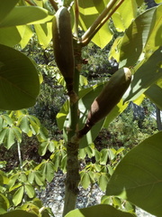 Pseudobombax ellipticum