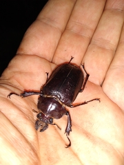 Sphaenognathus spinifer