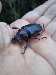 Sphaenognathus spinifer