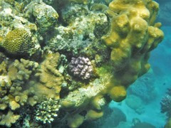 Hydnophora microconos