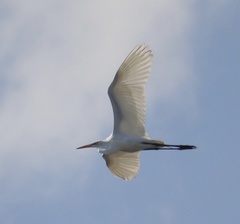 Ardea alba
