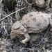 Pygmy Short-horned Lizard - Photo (c) mbstevens, some rights reserved (CC BY-NC), uploaded by mbstevens