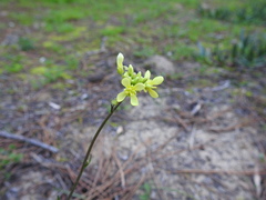 Biscutella valentina