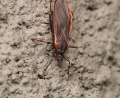 Triatoma rubida