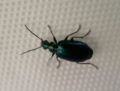 Lebia