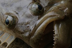 Paralichthys californicus