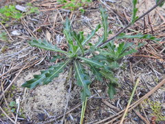 Biscutella valentina