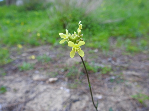 Biscutella valentina · iNaturalist