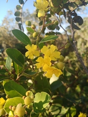 Davilla elliptica